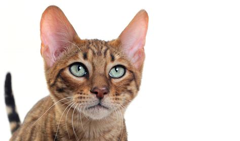 Toyger Cat Breed Information Cat Breeds At Thepetowners