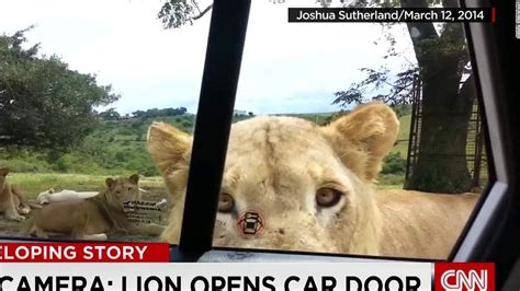 Jeff Corwin Lions See Human Beings As A Meal Ticket Cnn Video