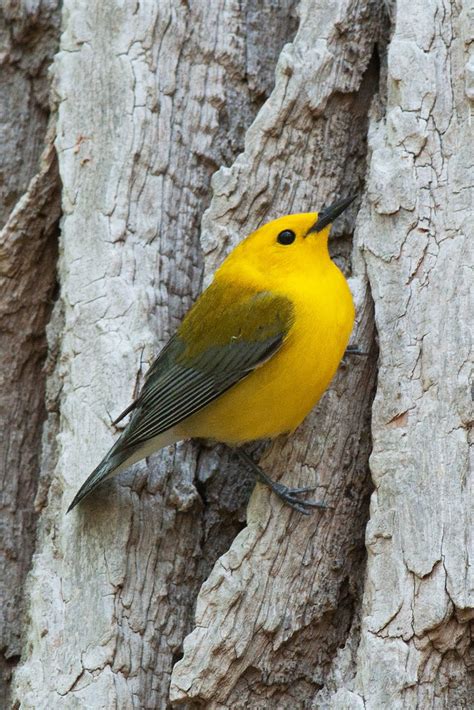 Bird Blitz Brings Birders Closer To Northeastern Indiana Species