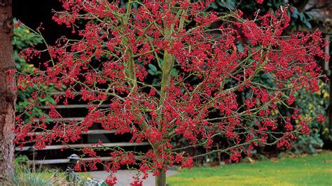 Plants With Ornamental Fall Berries For Tons Of Cool Season Color