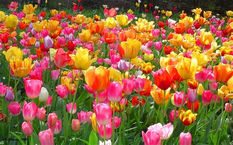 We did not find results for: 45+ High Resolution Spring Wallpaper on WallpaperSafari