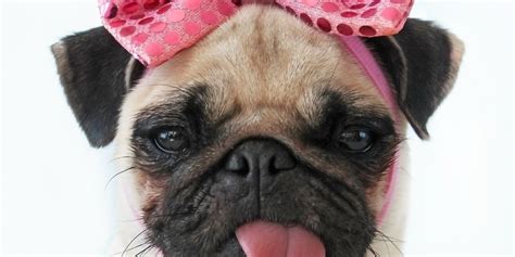 Free Hd Pug Wallpapers Pixelstalknet