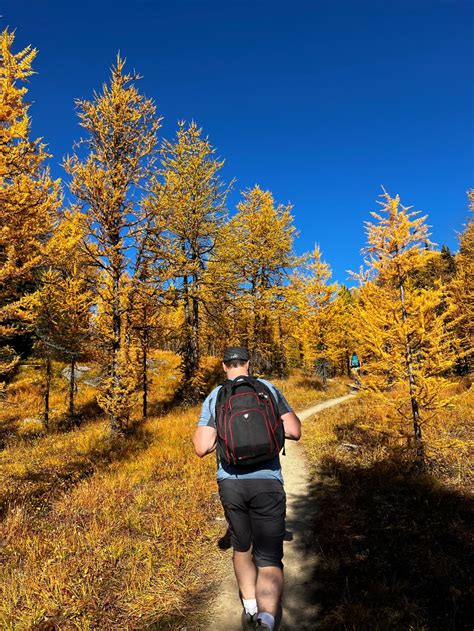 This Larch Hike In Banff Is The Best One And There Are Barely Any Crowds Photos Curated