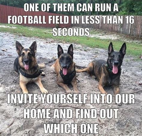 55 Funny Memes Of German Shepherds That Will Make You Laugh All Day Page 5 The Paws