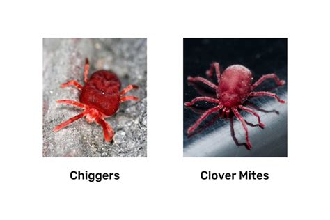 Clover Mites Vs Chiggers Identification And Differences Clover Mites Mites Clover