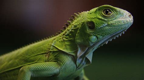Exotic Species In The Amazon Rainforest Reptiles Cgtn