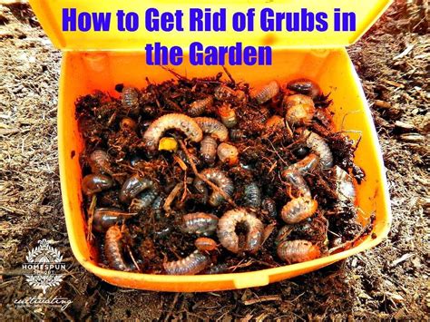 Grubs what do grubs look like? How To Get Rid of Grubs in the Garden | Grubs, Homespun ...