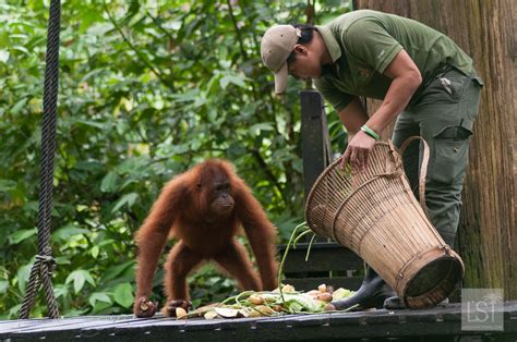Sepilok orang utan sanctuary is located approximately 14 miles (23 kilometers) from sandakan and can be reached by taxi or bus. Orangutan Island: falling in love with the animals of Borneo