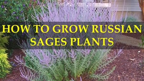 How To Grow Russian Sages Plants Youtube
