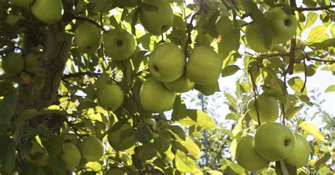 Perennial plants can be propagated either by sexual or vegetative means. How to Take Cuttings From Fruit Trees | eHow UK