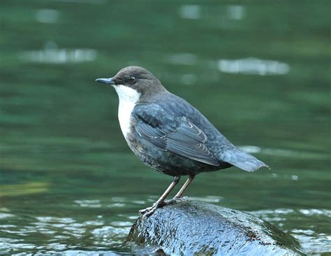 In summer chest is clean; Birders' Photographs: October 2011