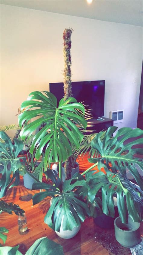 Finally Got Around To Making A 6ft Moss Pole For My Largest Monstera