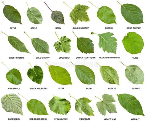 Collage De Las Hojas Verdes De árboles Con Nombres Foto De Archivo