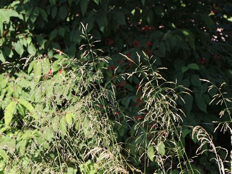 Хотите купить рассаду щучки(луговика) дернистой шхотлатд (deschampsia cespitosa schotland)?зайдите на. Schmiele 'Tauträger' - Finde Deine neue Staude + Online ...