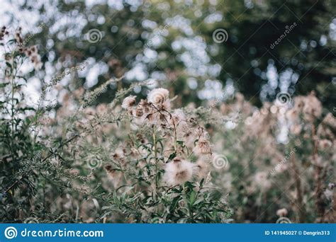 Fabulous Vegetation By The River Small Fluffy Flowers Stock Image