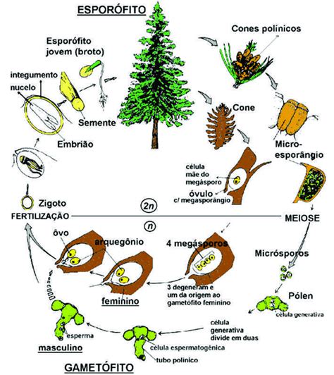 Biologia Info Gimnospermas Free Nude Porn Photos