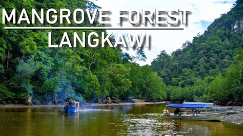 Mangrove Forest Langkawi Youtube