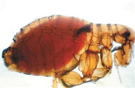 Pictures Of Fleas Gallery Of Flea Images And Photos