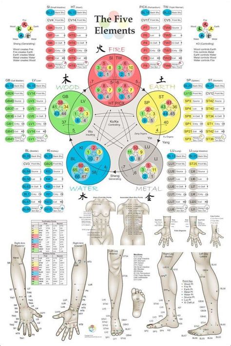 Five Elements Acupuncture Poster 24 X 36 Command And Tonification Points For Applied