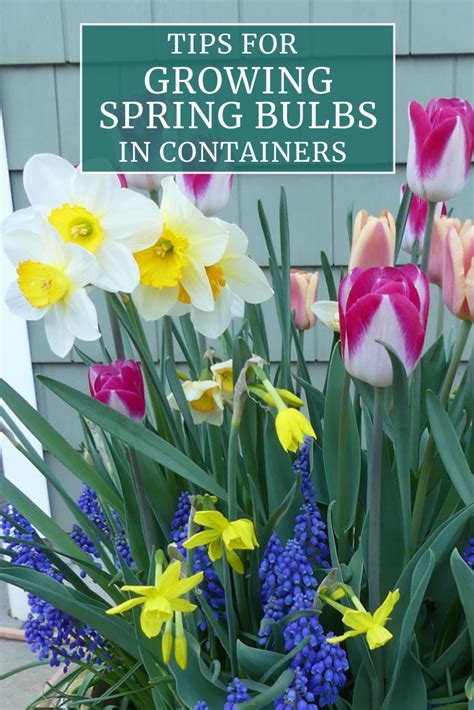 Tips For Growing Spring Bulbs In Containers Longfield Gardens