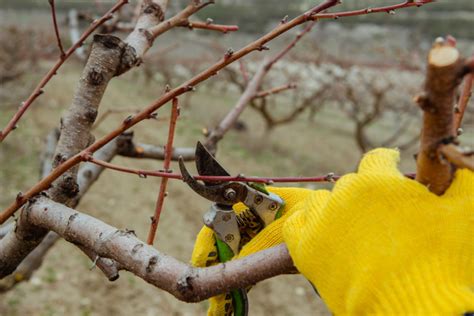 Fruit Trees Home Gardening Apple Cherry Pear Plum Pruning Fruit