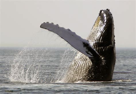 Even with complete protection since 1964, the humpback. Most humpback whales removed from endangered list, but ...