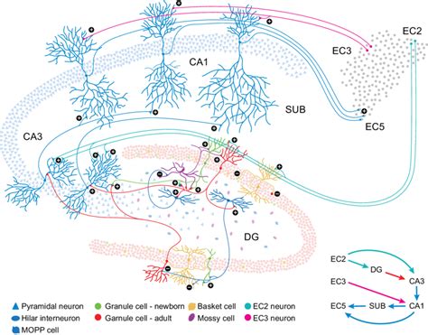 anatomy of hippocampal circuit into which new neurons integrate download scientific diagram