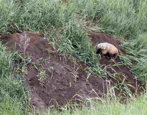 Badgers In Nebraska Animals Research