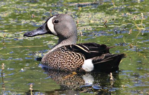 Blue Winged Teal Anas Discors Native To North America Not Strictly