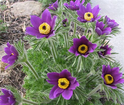 Order flowers online from your florist in taylors flowers shop. This native flower is an Easter bloomer | Living | omaha.com