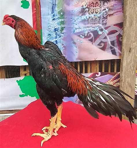 Kumpulan tips dan trik merawat ayam dan burung. Kaki Ayam Bangkok Pukul Saraf - Asia