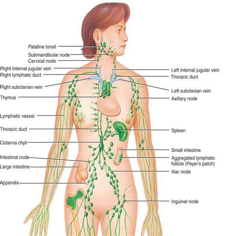 Is The Lymphatic System The Same As The Immune System Are Both Of