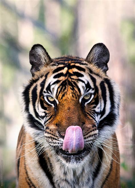 Bengal Tiger Portrait With Its Tongue Out By Stocksy Contributor