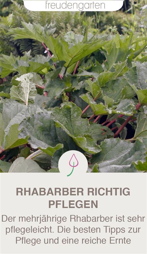 Der rhabarber ist eine ausdauernde pflanze, die sich gut im eigenen garten pflanzen lässt. Wann ist die Erntezeit für Rhabarber, wie pflege ich die ...