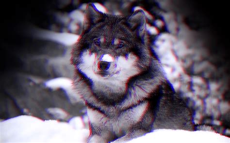 Anaglyph 3d Wolf Wallpapers Hd Desktop And Mobile Backgrounds