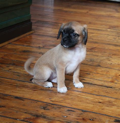 Expect to pay less for a puppy without papers, however, we do not. 5 Puggle Puppies for sale - near Leeds | Batley, West ...