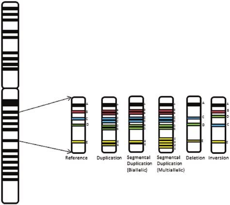 Copy Number Variation In The Chromosome Showing Normal Reference And