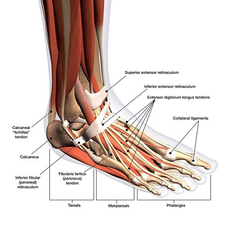 Complete Anatomy Of The Ankle And Foot Saloprotect