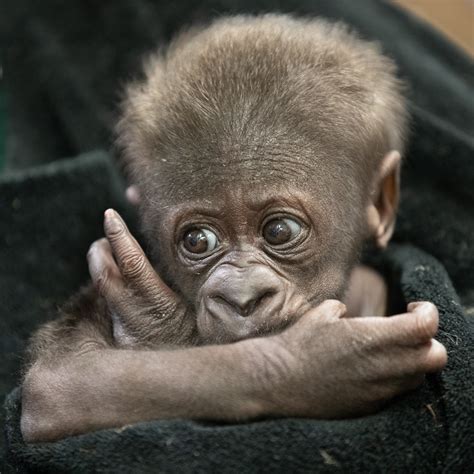 Oh How Sweet It Is Our New Baby Gorilla Has A Name