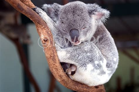 Young Koala Asleep In Tree Phascolatos Cinereus