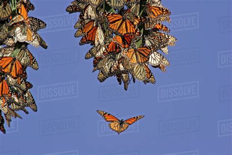 Usa California Pismo Beach Monarch Butterflies Clustering At A