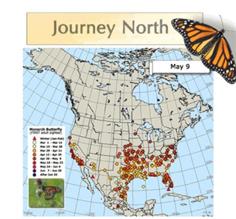 Millions And Millions Of Monarch Butterflies Are Headed Straight For