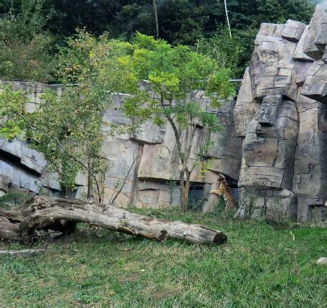 Zoologische garten ist ein stadtbetrieb der stadt wuppertal. www.zoo-wuppertal.net - Vier Sibirische Tigerchen mit ...