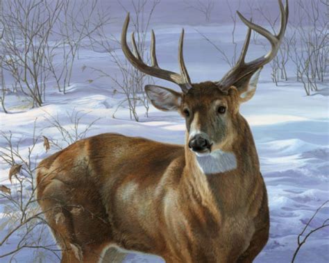 Through My Window Whitetail Deer Art Print By Joni Johnson Godsy