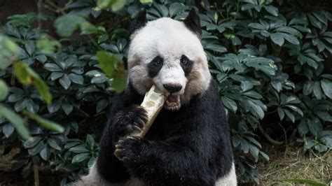 Worlds Oldest Giant Panda In Captivity Dies