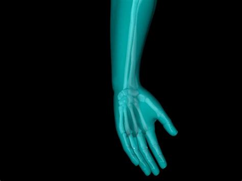 X Ray Hand Medically Accurate 3d Model 3d Model Animated Obj 3ds Fbx