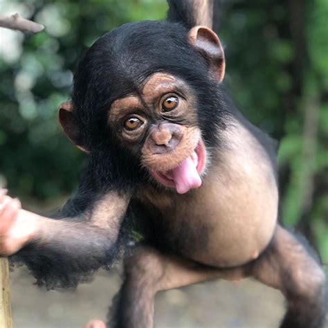 Wildlife Adventure On Instagram “the Chimpanzee Also Known As The