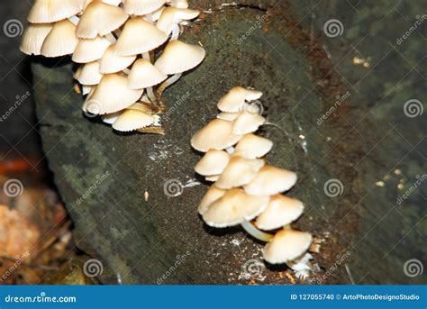 White Mushrooms Groups Growing On Tree Trunk Stock Photo Image Of