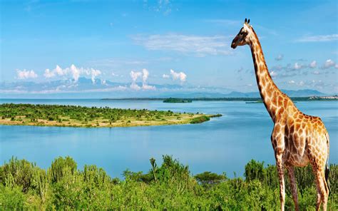 Giraffe Hd Wallpapers Pixelstalknet