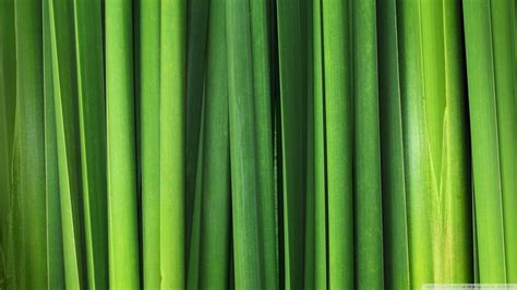 Download Green Grass Blades Wallpaper 1920x1080